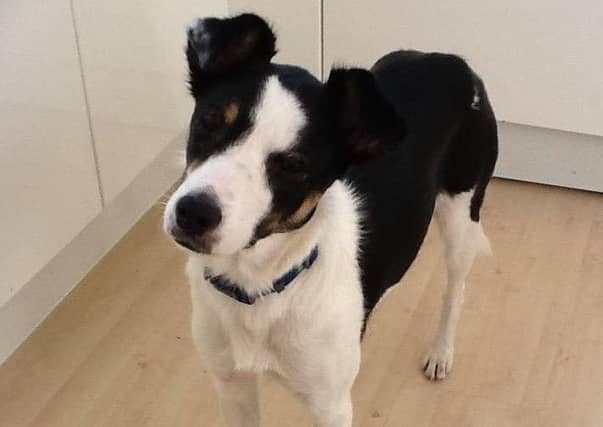 Muffin the collie - who was run over and killed when spooked by a firework thrown by local youths..
