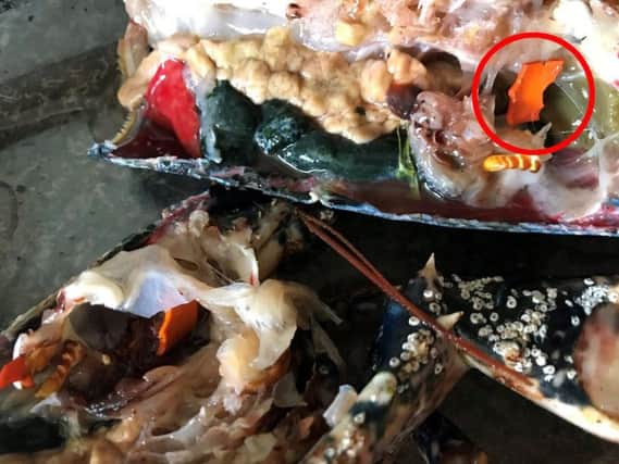 Orange plastic tubing was discovered inside the stomach of a lobster by chef Claudia Escobar when she was preparing it for a meal. Picture: SWNS