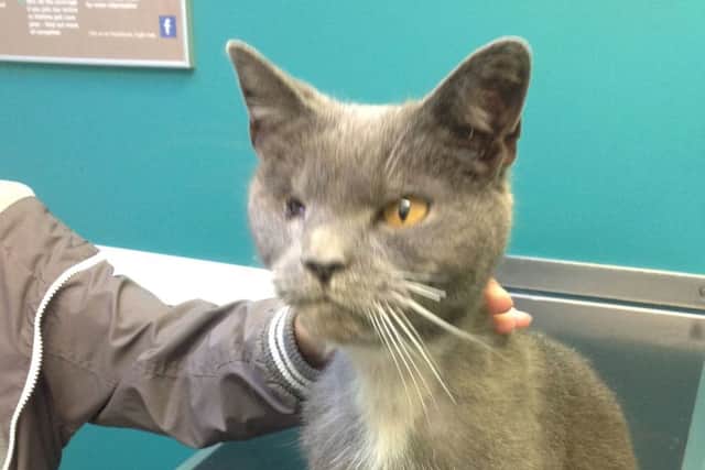 Maximus the cat, during a check up at the vets and who is in the running for a national survivor of the year award. Picture: PA