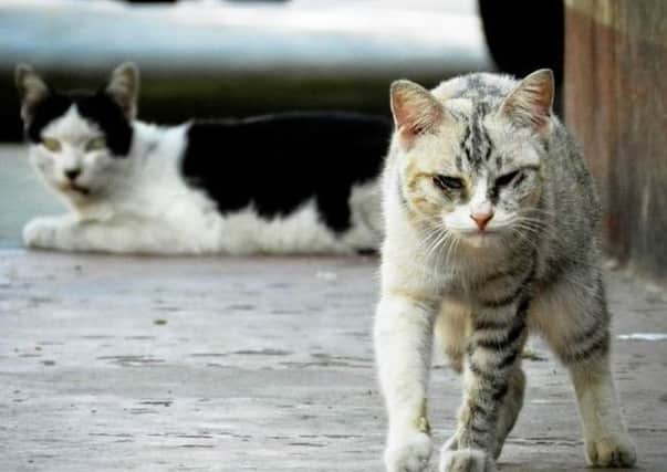The UK resident contracted the disease after being bitten by a rabid cat in Morocco. Picture: Stock Image
