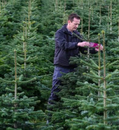 B&Q is one of the biggest Christmas tree sellers in the UK