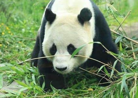 Giant panda Yang Guang is said to be recovering well following an operation to remove both testicles due to the presence of tumours.