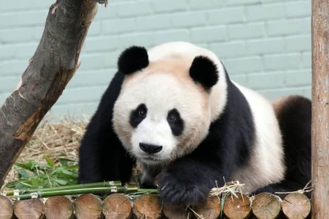 The pandas will be moved to a new enclosure before the construction work begins. Picture: SWNS