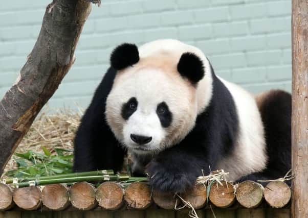 The pandas will be moved to a new enclosure before the construction work begins. Picture: SWNS