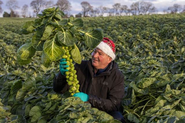 Jim Kirk in one of his many fields in West Lothian full of Brussel Sprouts being harvested for Christmas plates all over the UK. Picture: SWNS