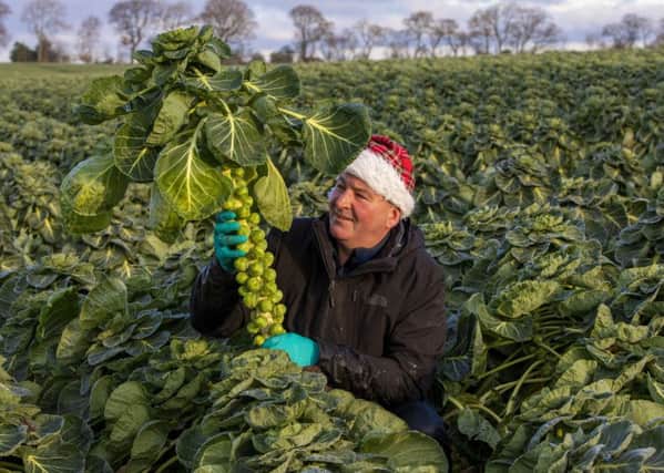 Jim Kirk in one of his many fields in West Lothian full of Brussel Sprouts being harvested for Christmas plates all over the UK. Picture: SWNS