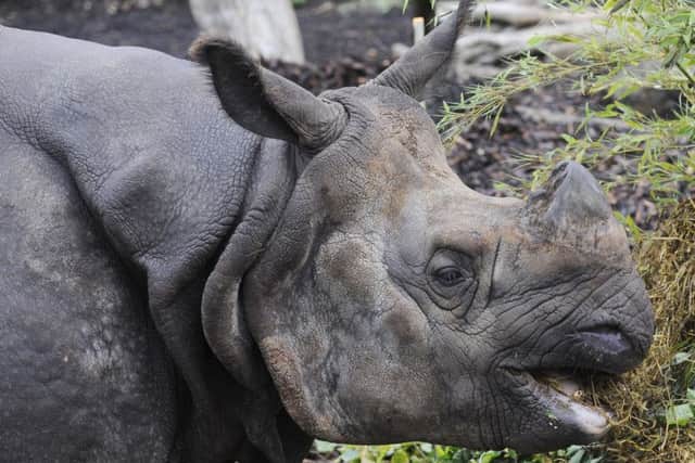 Edinburgh Zoo is home to a number of rhinos. Picture: Greg Macvean