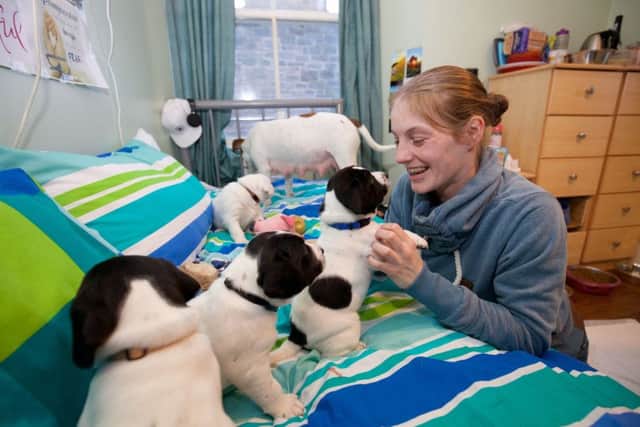 Within weeks of living in the hostel, Harper was unexpectedly found to be pregnant and soon gave birth to 10 puppies. Picture: Gary Baker/PA Wire
