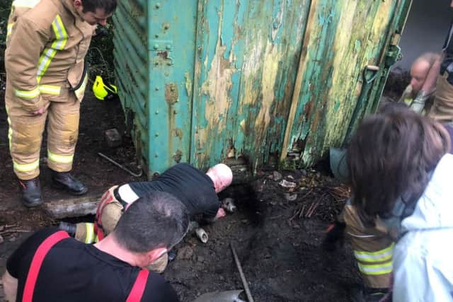 Firefighters used specialist equipment to rescue the terrified pooch