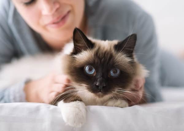Nobody wants cat poop in their bed. Picture: Getty