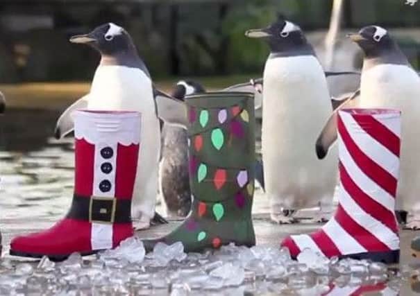 The penguins at Edinburgh Zoo were treated to fish-filled stockings on Christmas Day. Picture: Edinburgh Zoo/Twitter