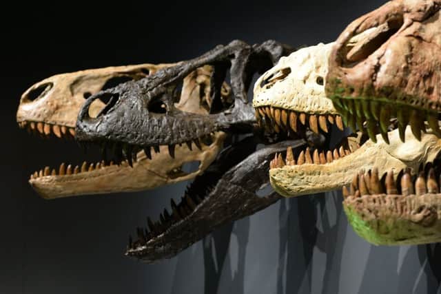 Fossils, casts of specimens and models will go on display in Europe for the first time when the show, which was developed by the Australian National Museum, arrives in Edinburgh in 2020.
 Pic: James Morgan