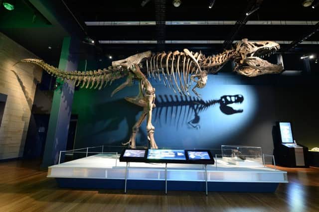 The family tree of Tyrannosaurs over more than 100 million years will be explored at the National Museum of Scotland in Edinburgh.
 Pic:  James Morgan