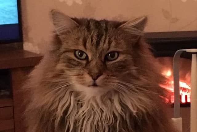 Charley has been missing for nine days from the Moredun area.