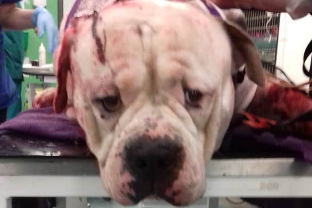 The Johnston Bull Terrier has responded well to treatment and is in a stable condition. Picture: Scottish SPCA