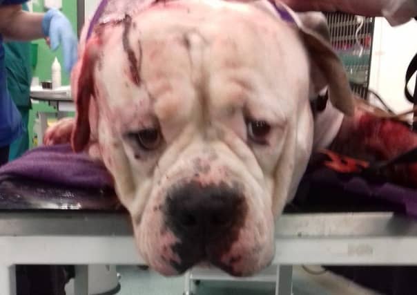 The Johnston Bull Terrier has responded well to treatment and is in a stable condition. Picture: Scottish SPCA