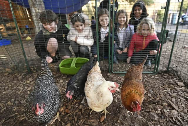 Trinity Primary School has their own chickens. Pic: Neil Hanna Photography