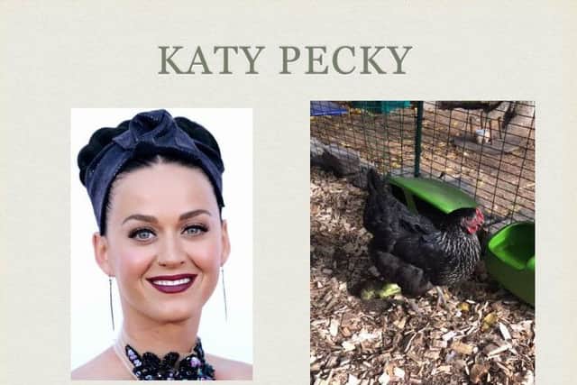 Katy Pecky the hen