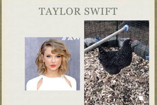Taylor Swift the hen was among the victims