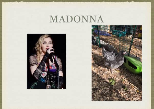 Madonna the hen has been sent away.