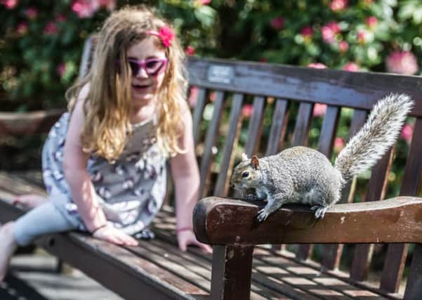 Don't be fooled by this little girl - grey squirrels are not cute. Picture: John Devlin