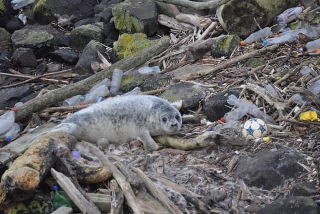 Researchers  examined 50 animals from 10 species of dolphins, seals and whales.