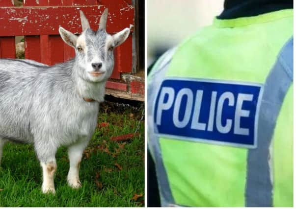 The pygmy goat was left seriously injured by the attack. Pic: Shutterstock/Police Scotland