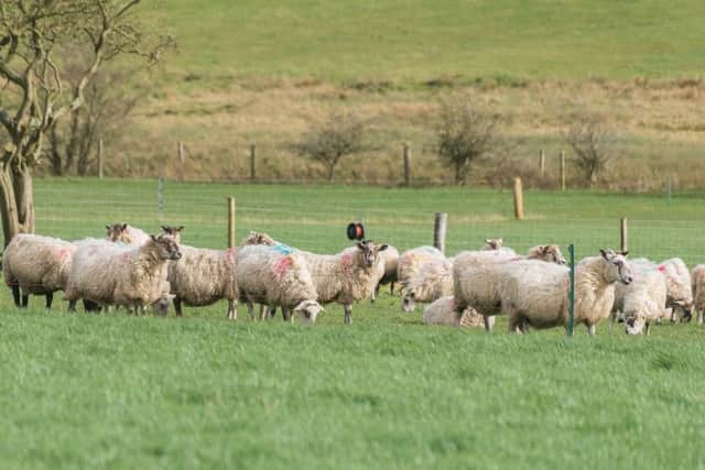Spring grazing sheep.
