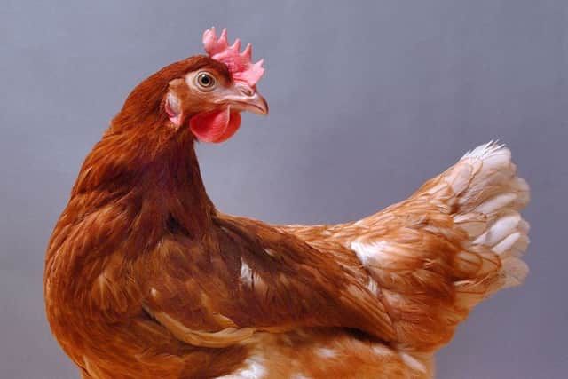 Chickens could soon offer a cost-effective way of producing high quality drugs to use on patients, new research has suggested. Picture: PA Wire