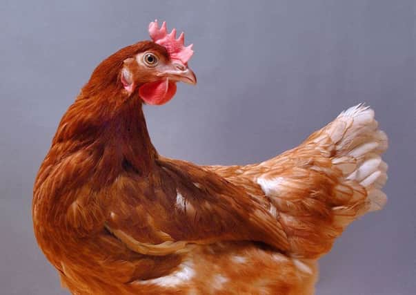 Chickens could soon offer a cost-effective way of producing high quality drugs to use on patients, new research has suggested. Picture: PA Wire