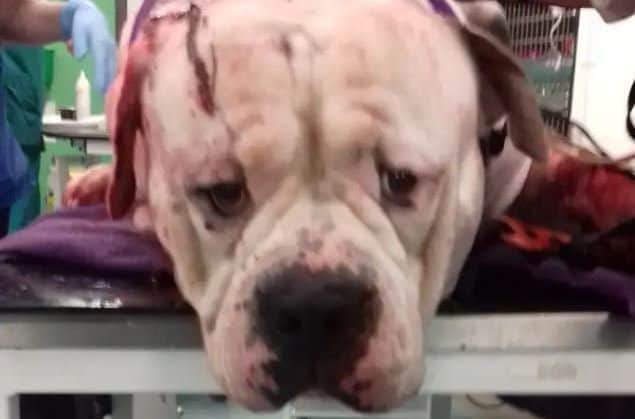 Aslan underwent surgery after a member of the public discovered the Johnston Bull Terrier bleeding heavily from a stab wound.