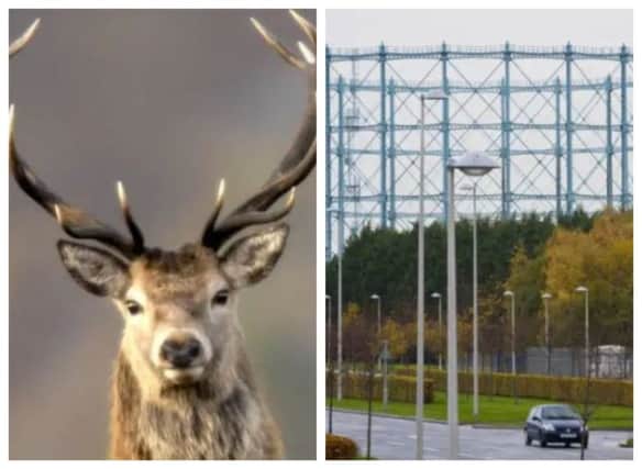 Police are appealing to trace three men who butchered a deer in Granton.