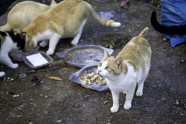 Abandoned street cats. Pic: Celiafoto/Shutterstock
