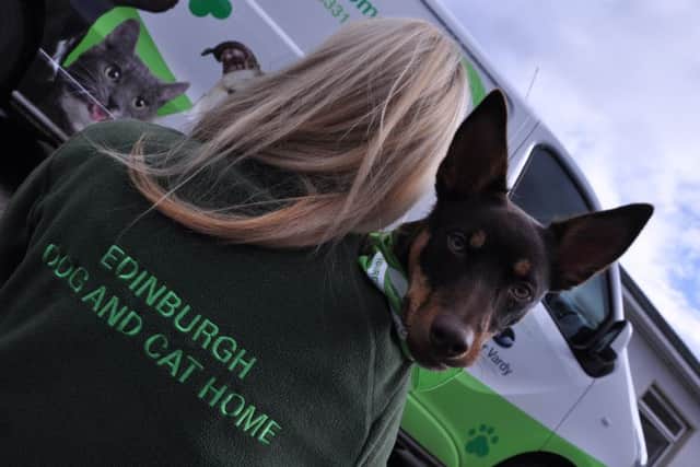 The Edinburgh-based charity cared for 2,367 dogs and 771 cats last year.