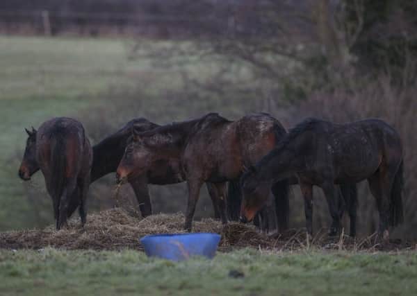 Horses out in the fields near the site of Bank House, Cholmondeley, Malpas. Pic: Aaron Chown/PA Wire