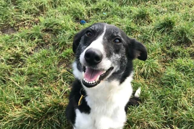 A new home has now been found for the Border Collie.