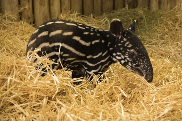 A rare Malayan tapir that has been born at  Edinburgh Zoo. Picture: RZSS