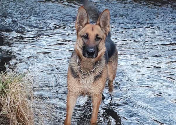 PD Tora has been praised for helping to catch the thief.