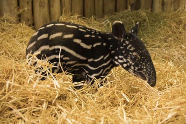 A rare Malayan tapir that has been born at  Edinburgh Zoo. Picture: RZSS