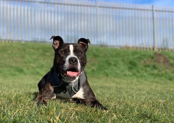 Star has bene at Edinburgh Dog and Cat Home for nearly 5 years.