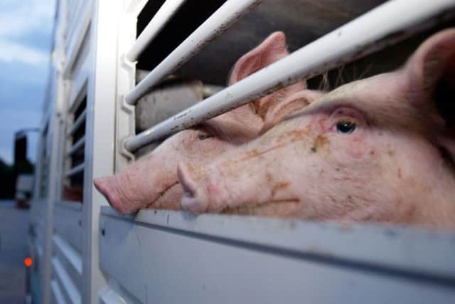 Scientists at Roslin Institute have used technology to produce pigs that are resistant to disease