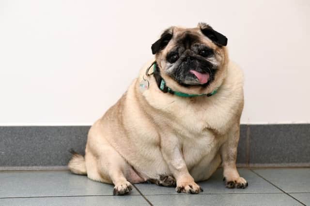 Podgy Pug Sugar, from Caerphilly in Wales, tipped the scaled at 11.8Kg. Pic: PDSA