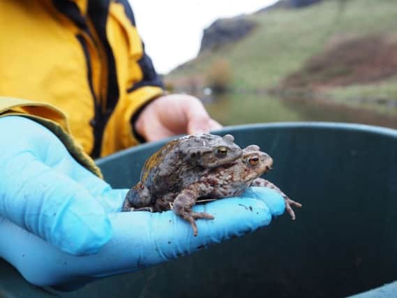 Rangers have been helping migrating toads in Holyrood Park. Picture: TSPL