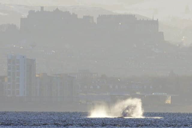 Humpback whales were also spotted last year. Picture: Adrian Plumb, TSPL