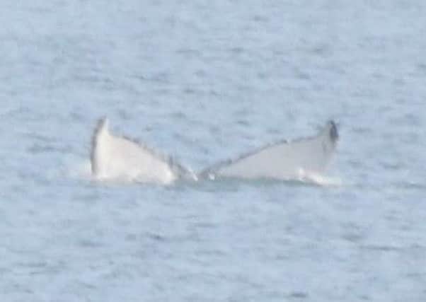 Humpback whales spotted in the Forth this week. Picture: Forth Marine Mammals