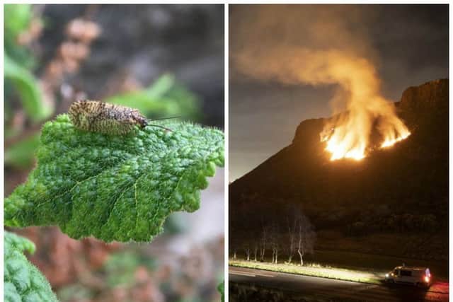 A rare moth is under threat because of the recent gorse fire.