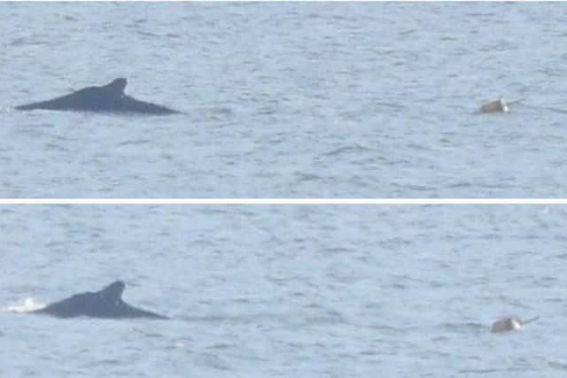 The whale was seen dragging the buoy. Pic: contributed
