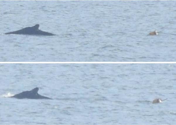 The whale was seen dragging the buoy. Pic: contributed