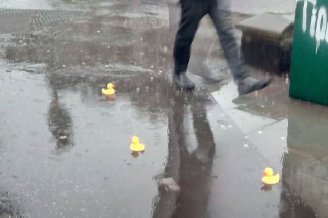 The ducks on Atholl Crescent. Picture: TSPL