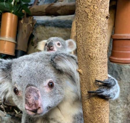 The zoo's first female koala joey which has been named Kalari, a name of Aboriginal origin which means daughter.
